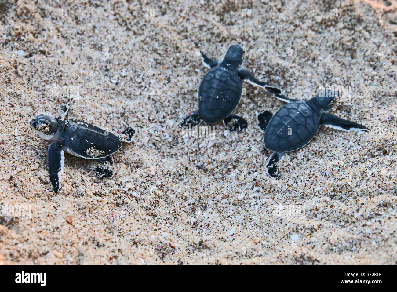 Baby tartarughe verdi avendo appena schiuse rendendo il loro cammino verso il mare a Ras Al Jinz beach in Oman Foto Stock