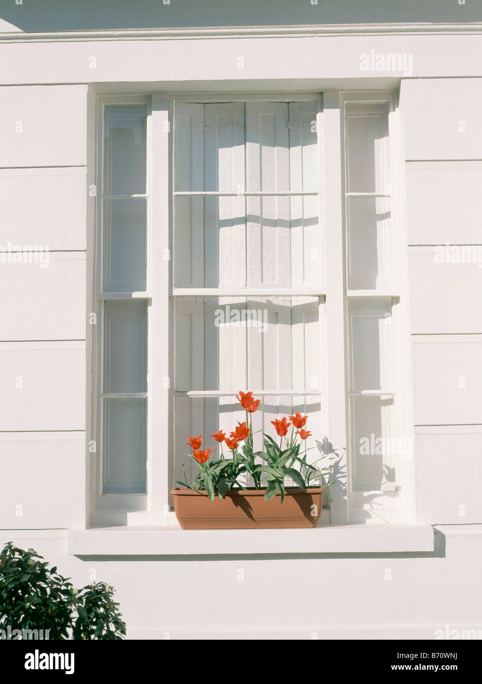 Close-up di finestra con interni persiane bianco su bianco tradizionale casa cittadina con tulipani rossi in vaso sul davanzale Foto Stock