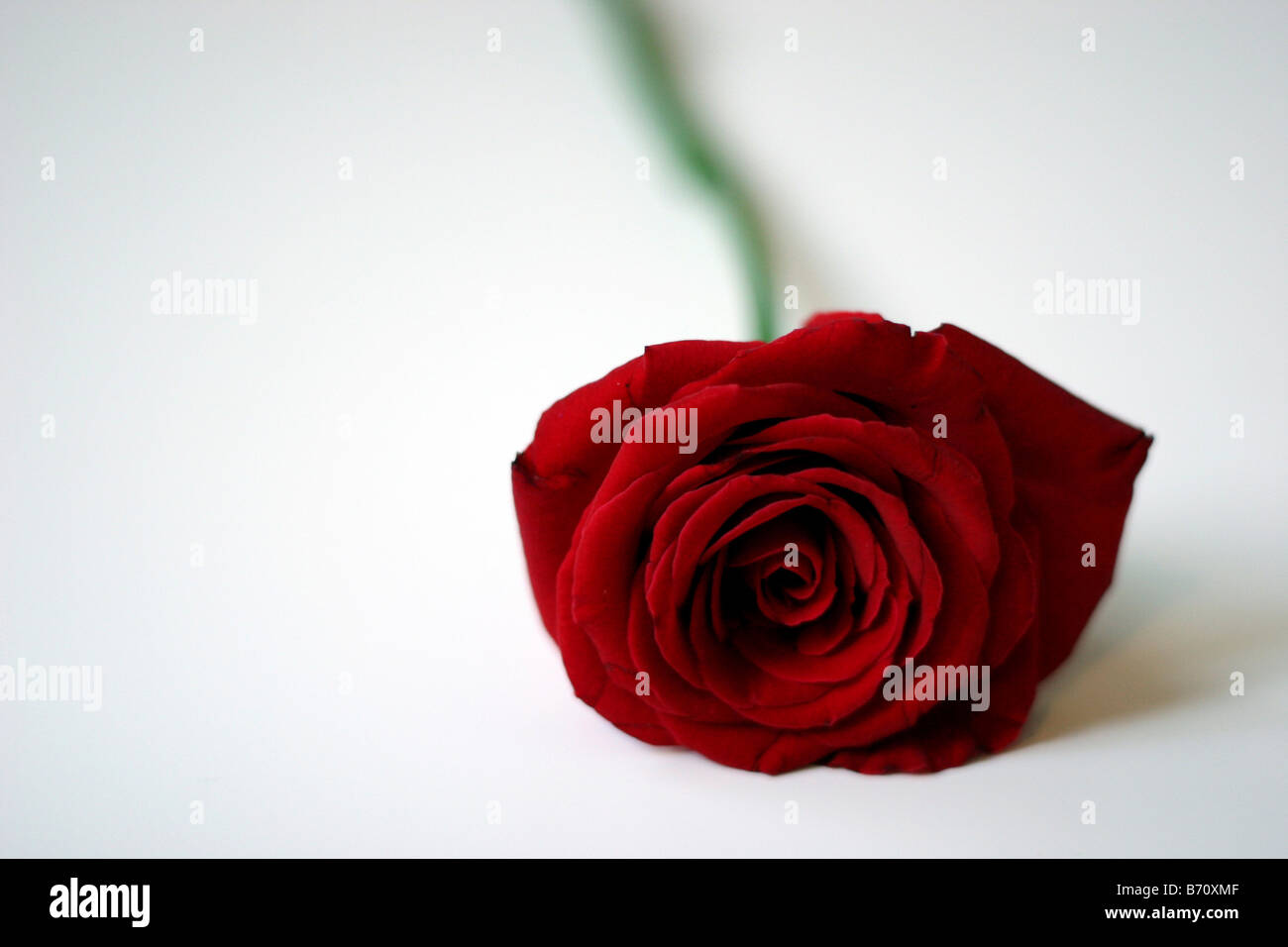 Single Red Rose di sfondo bianco Foto Stock