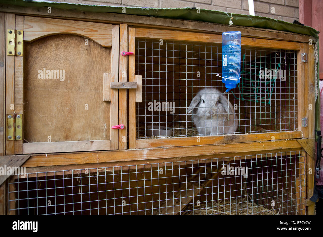 Un pet coniglio in un hutch Foto Stock