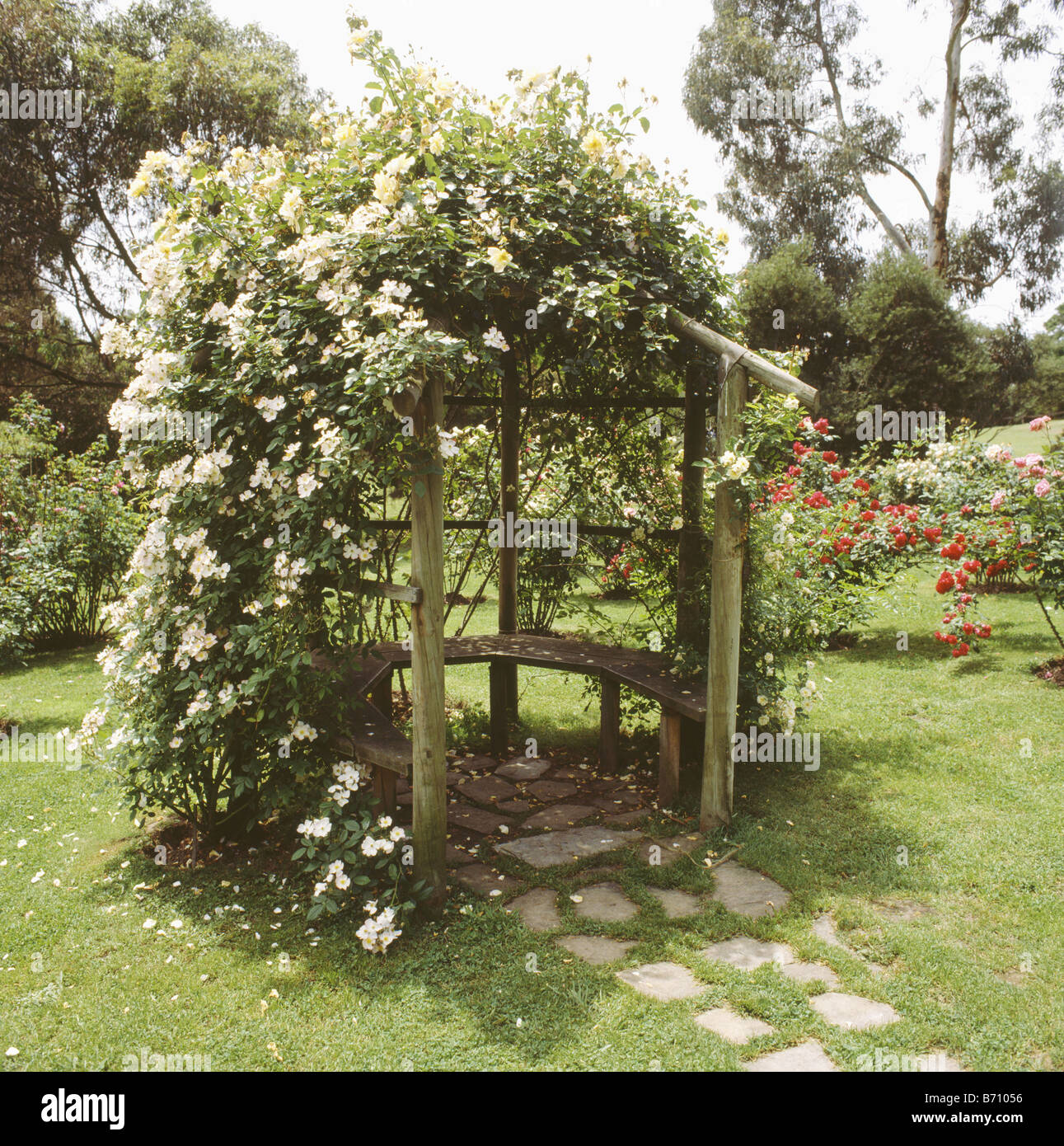 White rose rampicanti su curve pergolato in legno con banco integrale sul prato nel giardino estivo Foto Stock