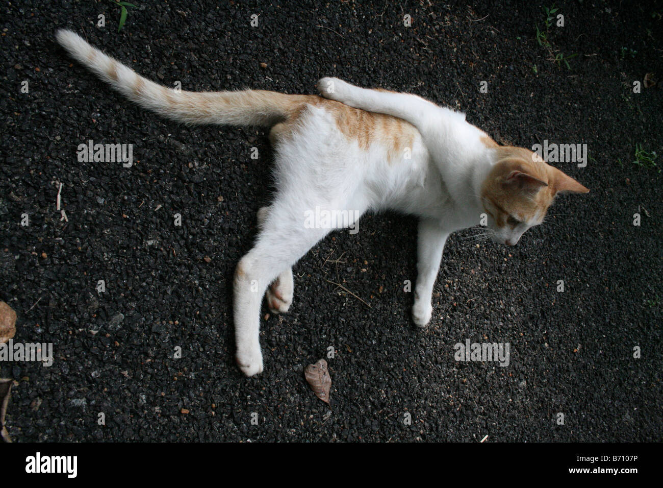 Asian rare bianco e marrone colore gatto maschio rilassante in un awkard e divertente posizione su una strada di catrame in Kerala India Foto Stock