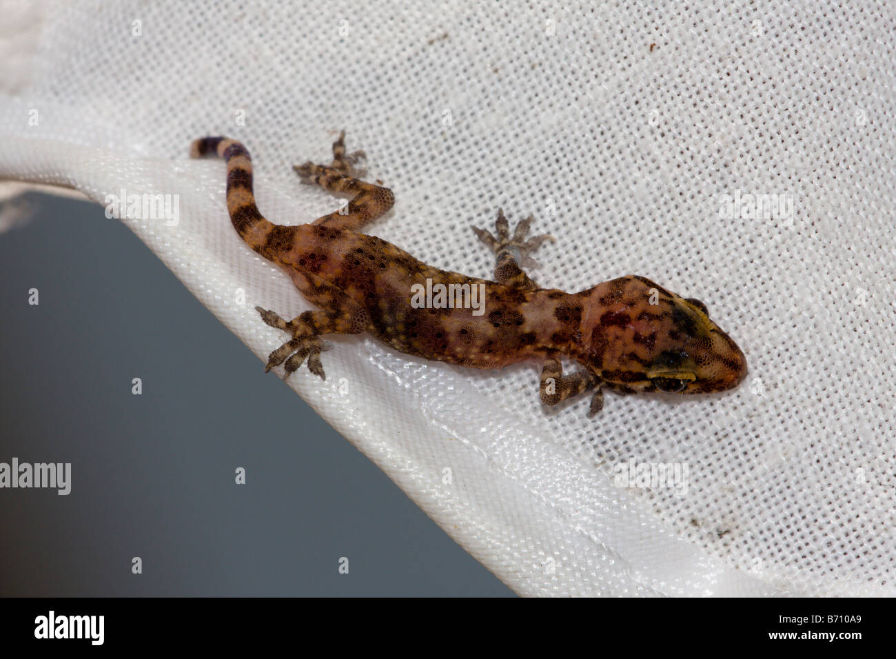 Mediterranean House Gecko su bianco ombrellone Foto Stock