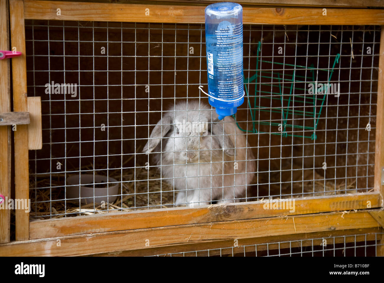 Un pet coniglio in un hutch Foto Stock