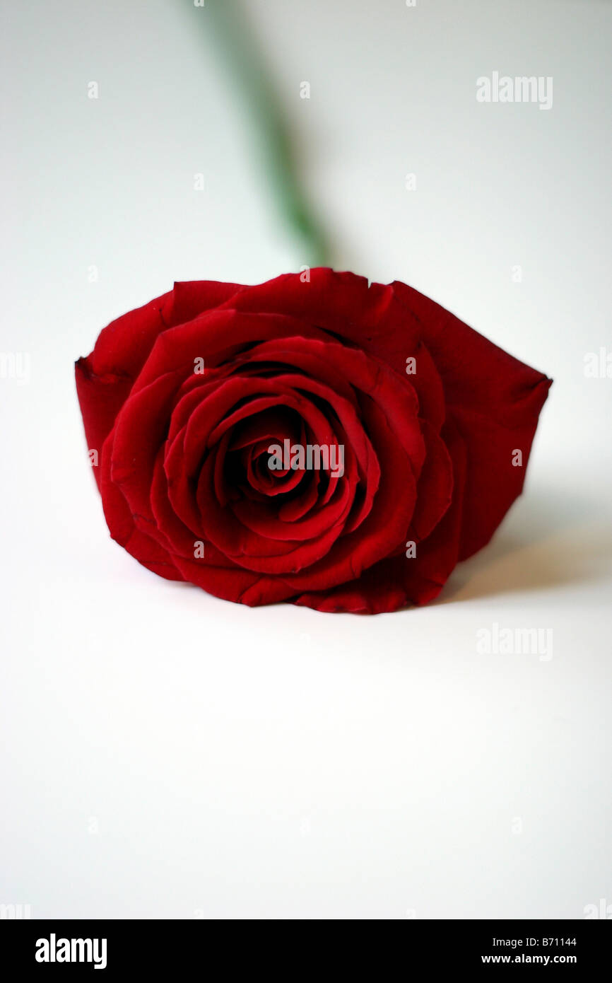 Single Red Rose di sfondo bianco Foto Stock