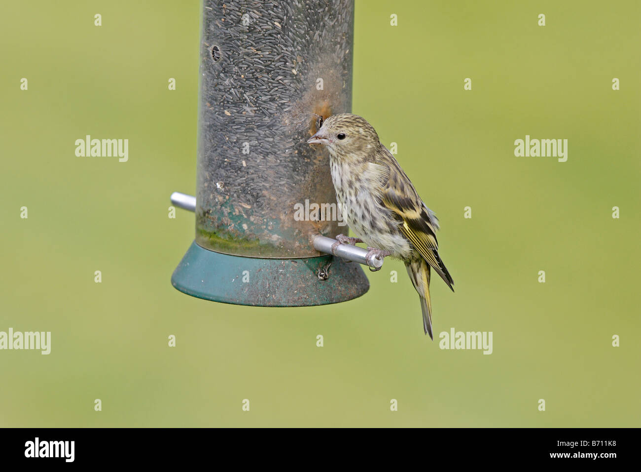 I capretti eurasian lucherino su alimentatore Foto Stock