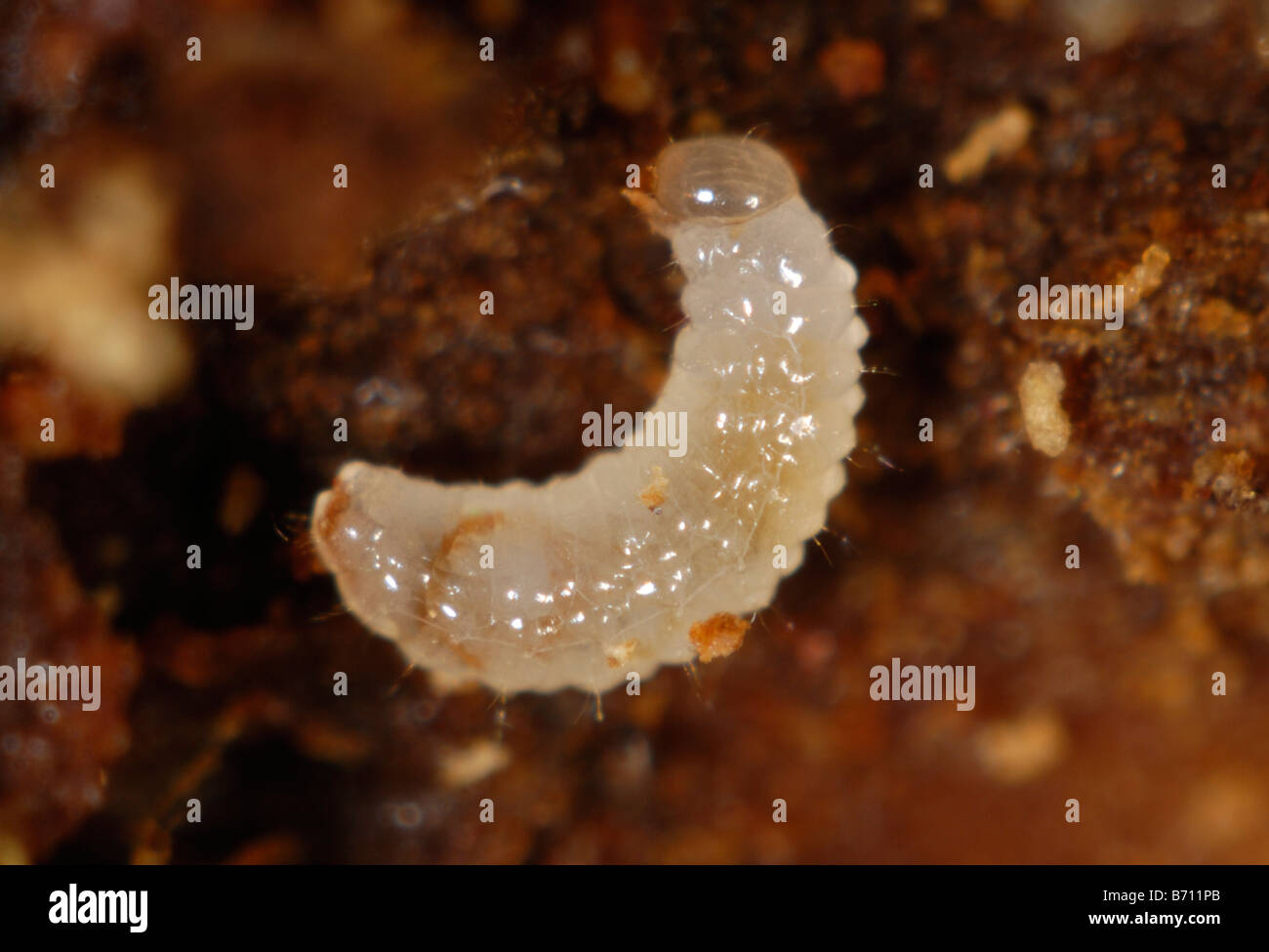 Il bostrico Xyleborus sp un legno noioso beetle larva in danneggiato albero ornamentale Foto Stock