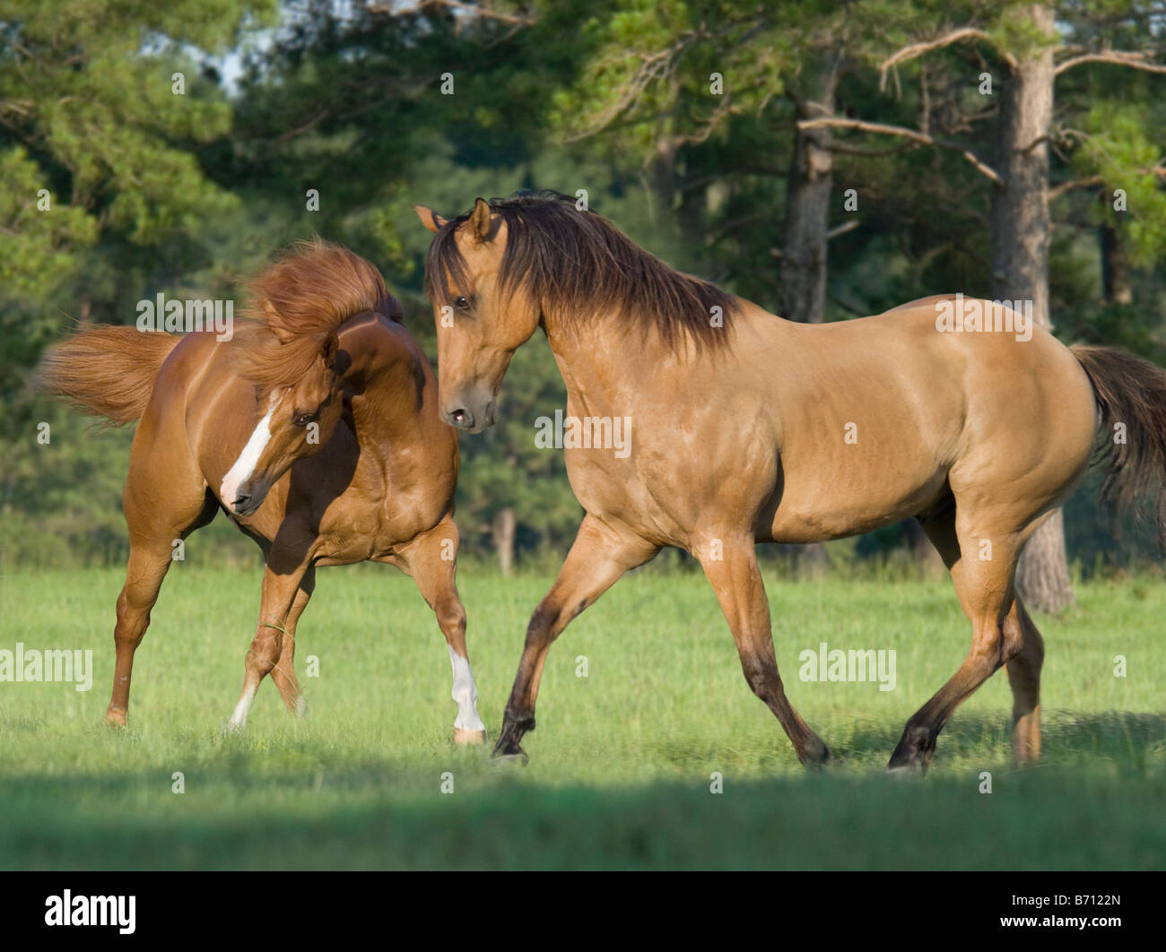 Due American Quarter Horses romp in campo aperto Foto Stock