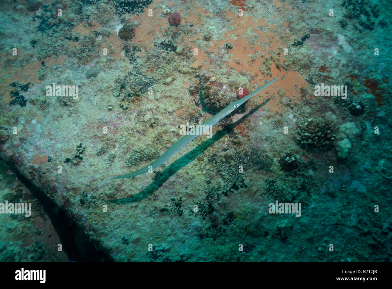 Reef Cornetfish liscia bocca flauto Fistularia commersonii Mahe Seychelles Oceano Indiano Foto Stock