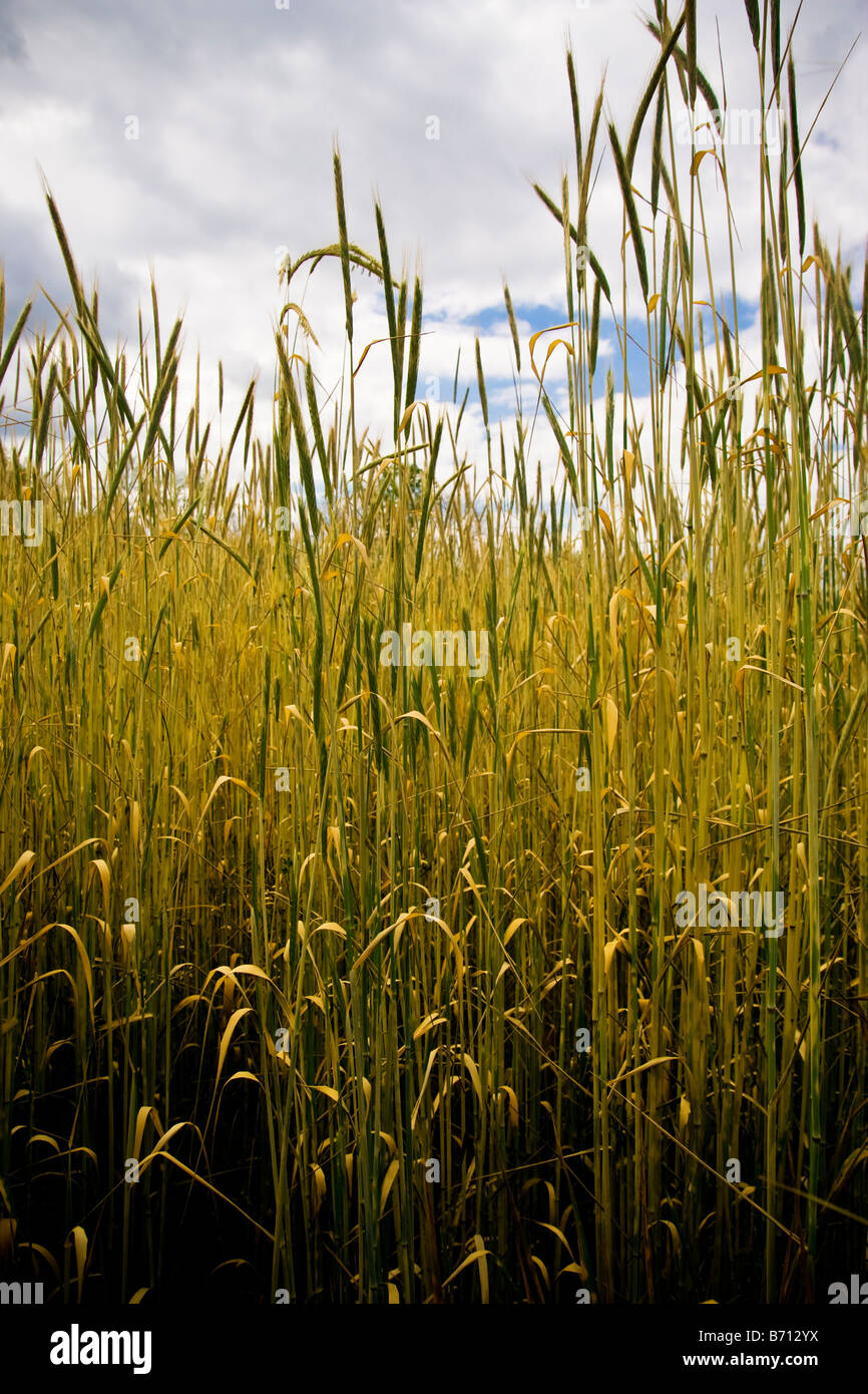 Una chiusura di alcuni alti primavera segale pronto per il raccolto. Foto Stock