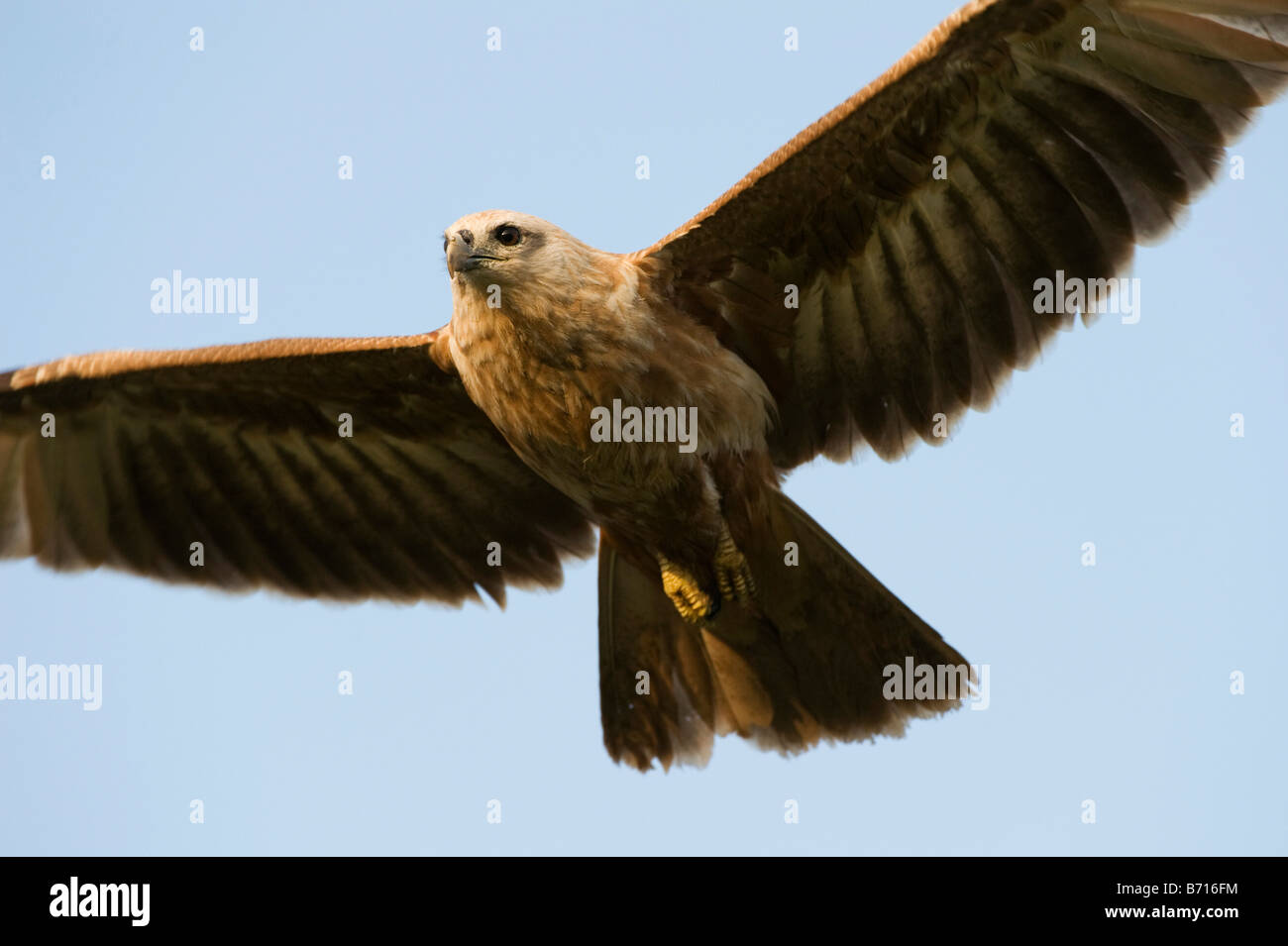 Haliastur indus. Giovani Brahminy Kite battenti contro un cielo blu nella campagna indiana. Andhra Pradesh, India Foto Stock