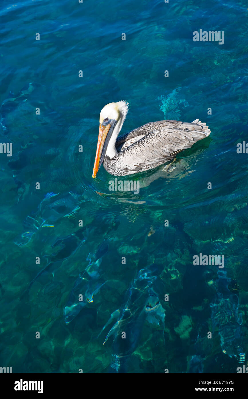 Palm Beach Shores , Marina , Marrone pellicano uccello , Pelecanus occidentalis , underwater wild tarpon pesce nuotare sotto di esso Foto Stock