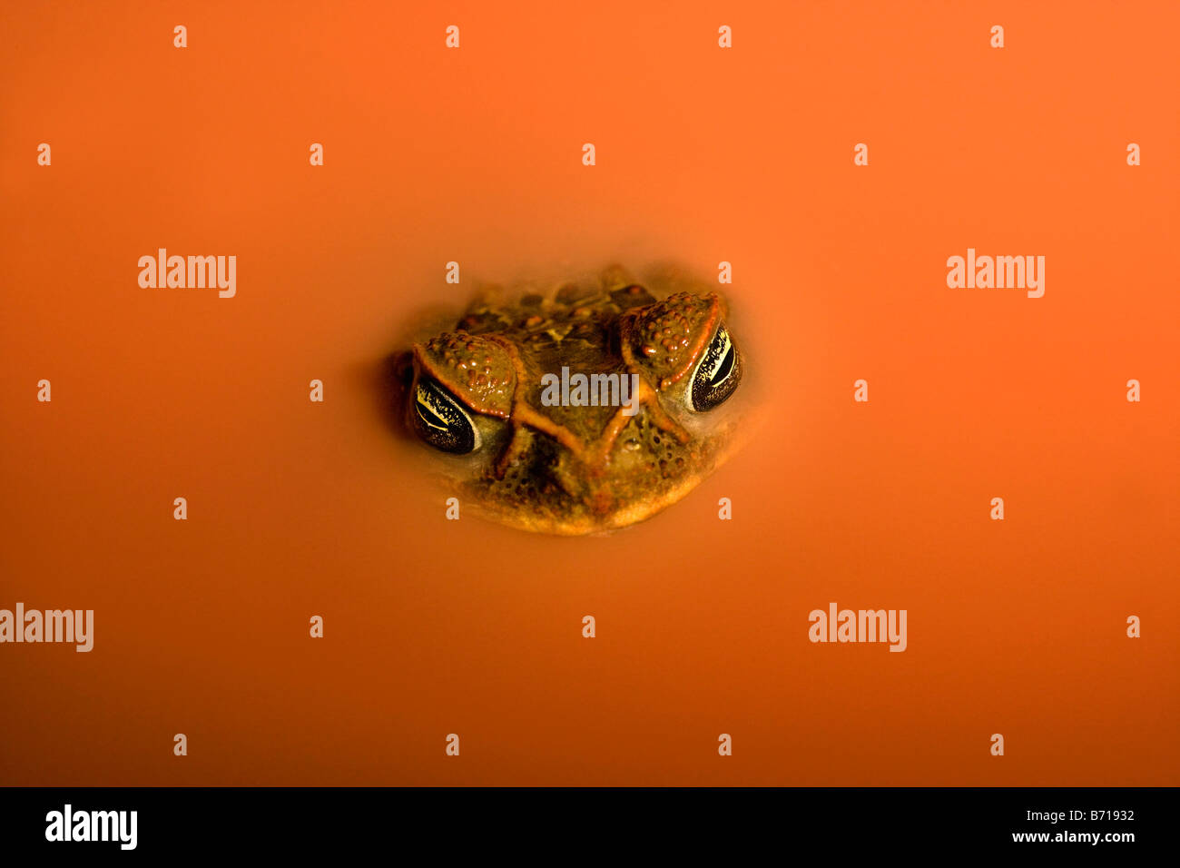 Il Suriname, Brownsweg, Brownsberg Parco Nazionale. La canna da zucchero Toad (Bufo Marinus). In laterite piscina. Foto Stock