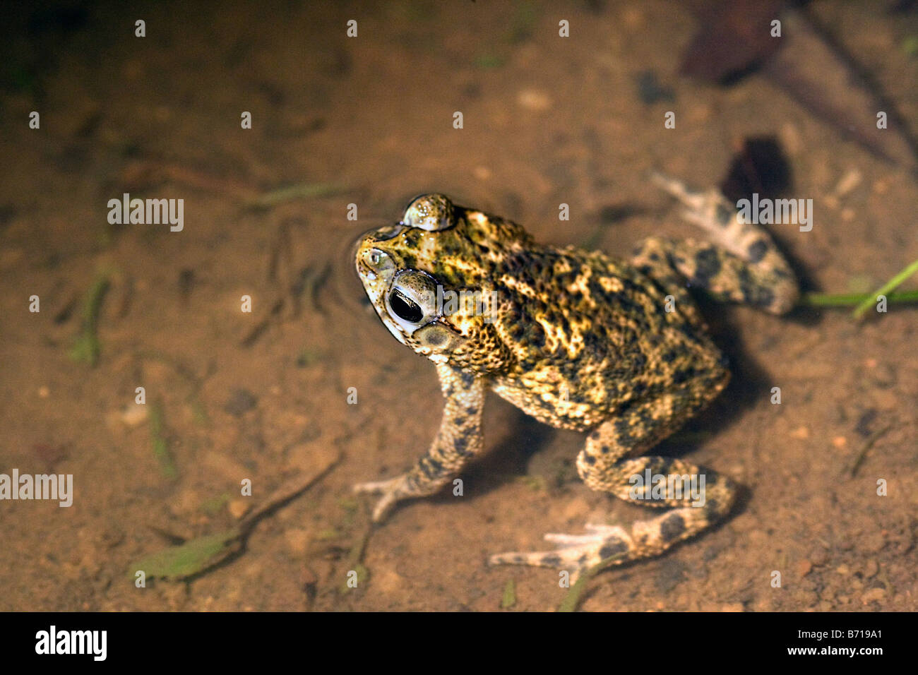Il Suriname, Brownsweg, Brownsberg Parco Nazionale. Tipo di rospo. Foto Stock
