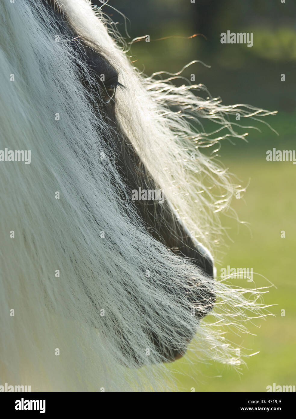 Gypsy Vanner cavallo mare Foto Stock