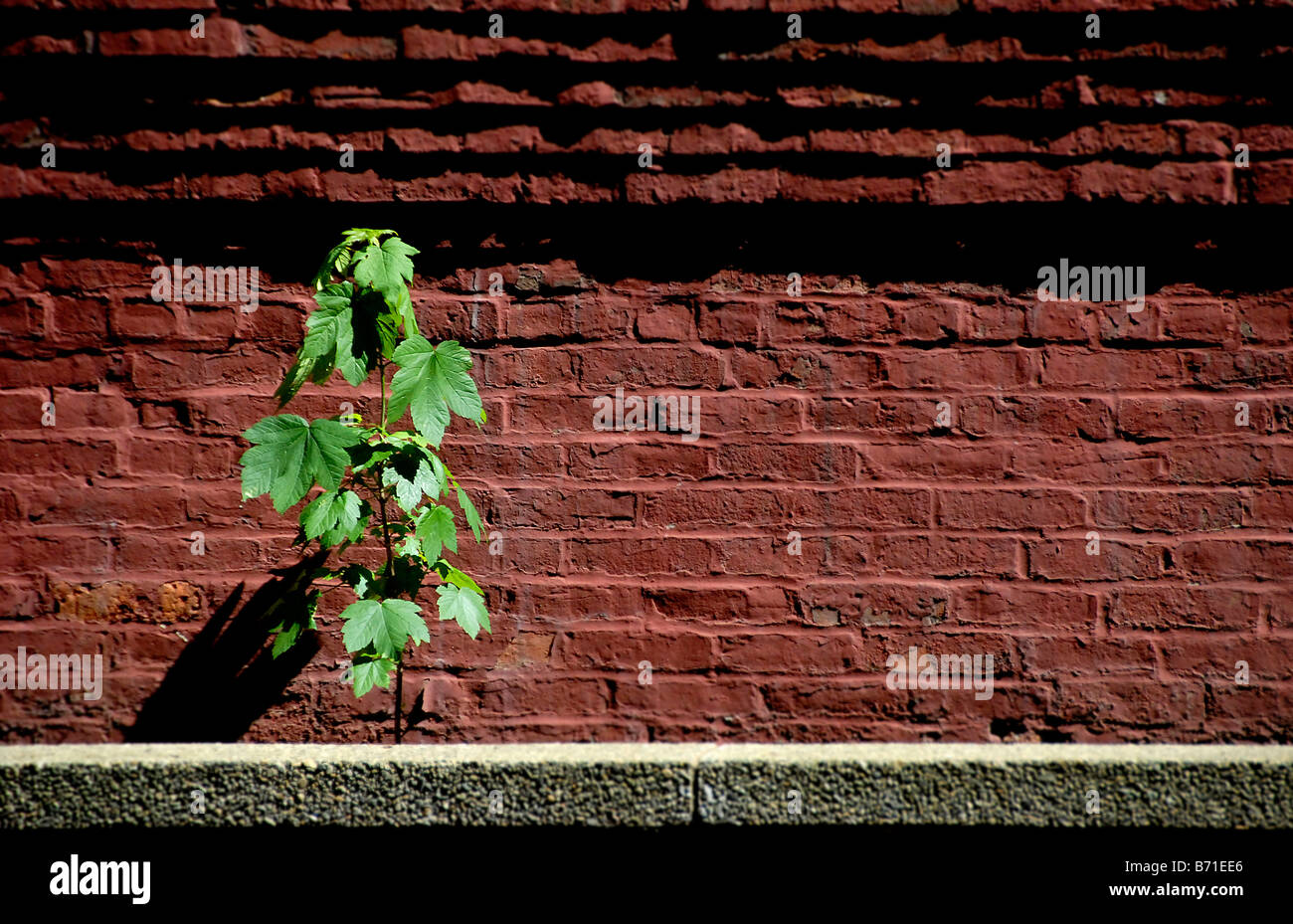 Un giovane Acero verde alberello prospera in una soleggiata vicolo in Boston Massacusetts Foto Stock