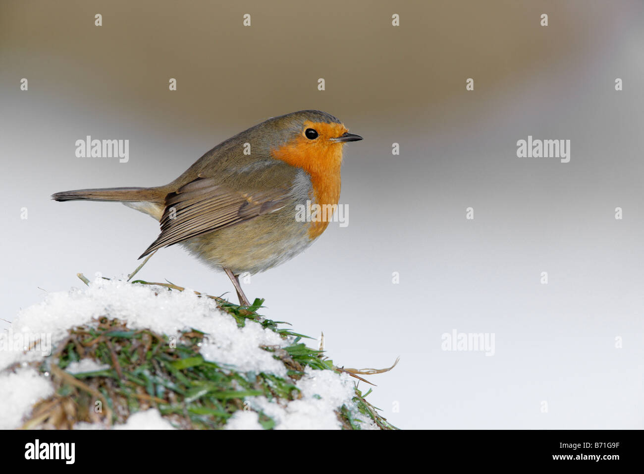 Robin Erithacus rubecula appollaiato in snow Potton Bedfordshire Foto Stock