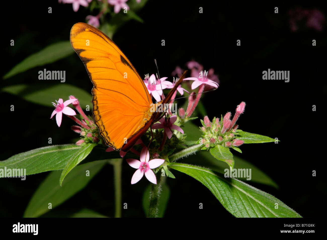 Arancione farfalla in un giardino in Sud Africa Foto Stock