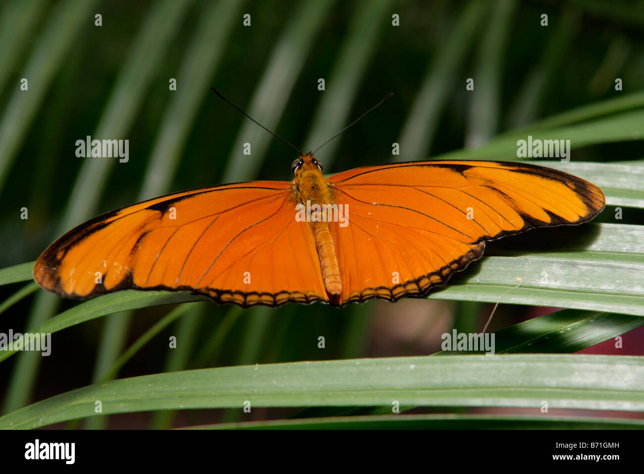 Arancione farfalla in un giardino in Sud Africa Foto Stock
