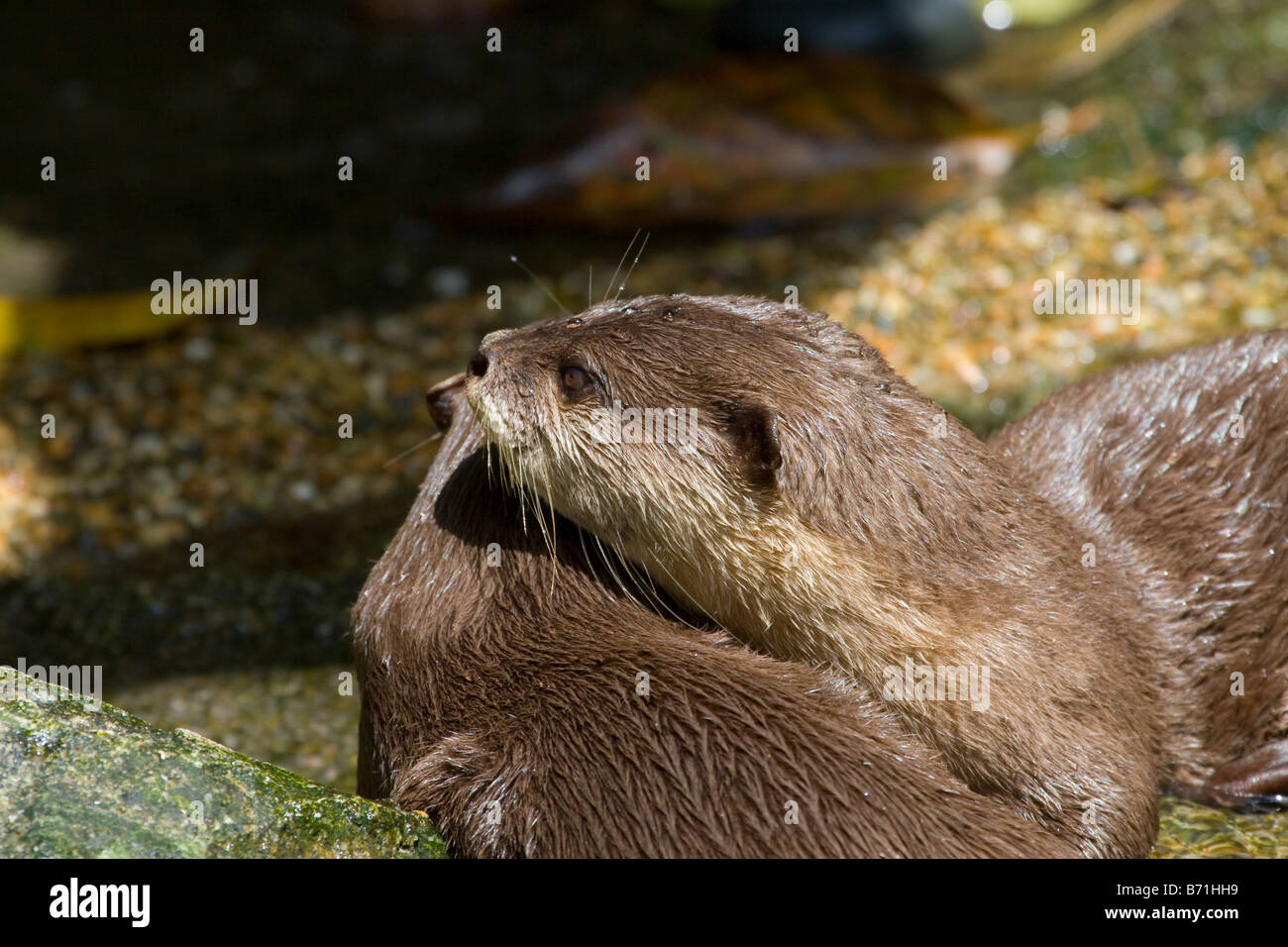 Oriental piccoli artigli Lontra (Aonyx cinerea), noto anche come piccolo asiatico-artigliato lontra, è il più piccolo di lontra specie nel mondo. Foto Stock