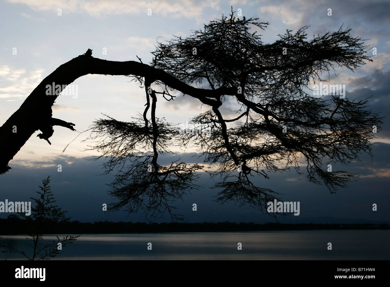 Un albero di acacia silhouette sporgendoti Lake Naivasha, Kenya, Africa orientale Foto Stock