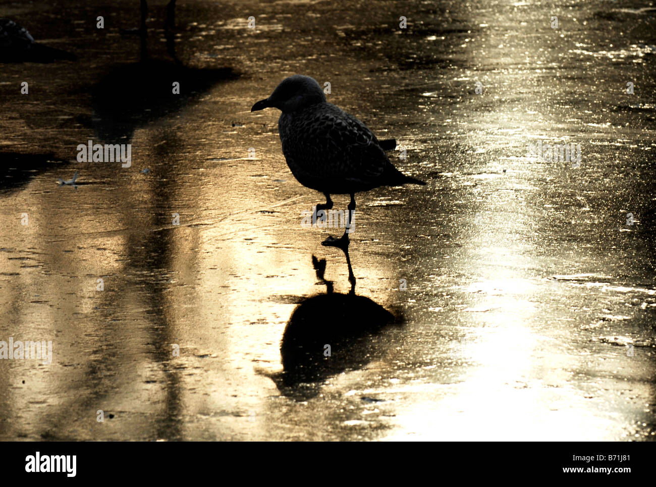 Gabbiani in piedi sul ghiaccio a Queens Park stagno in Brighton Foto Stock