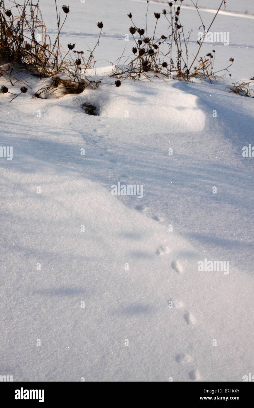 Le tracce degli animali nella neve Foto Stock