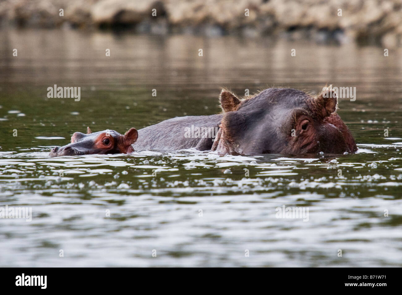 Ippopotamo e giovani ippona sommerso in acqua nel lago Naivasha, Kenya, Africa orientale Foto Stock