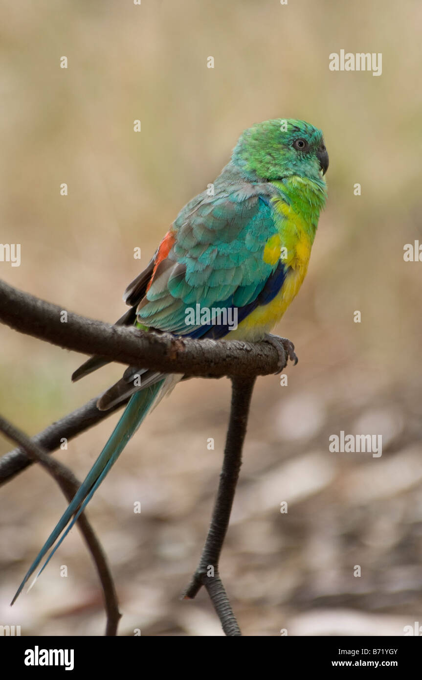 Rosso-rumped Parrot, maschio 'Psephotus haematonotus' Foto Stock
