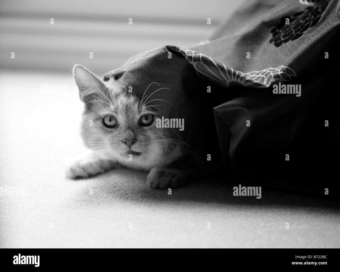 Un gatto che si nasconde sotto una tenda in un soggiorno nel Regno Unito Foto Stock