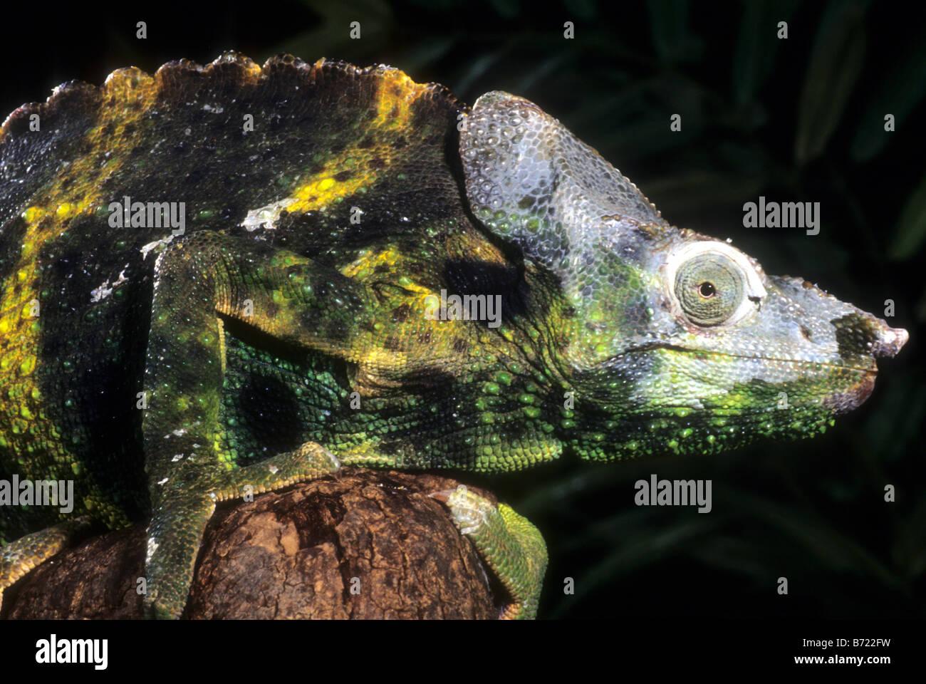 Meller s Chameleon (Chamaeleo melleri) Foto Stock