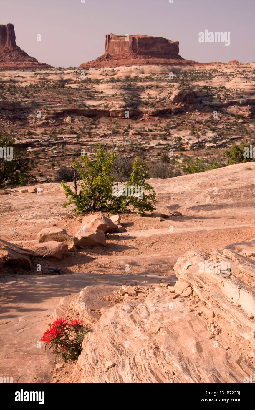 Monitor Butte sopra il pennello in Sevenmile Canyon dello Utah Foto Stock