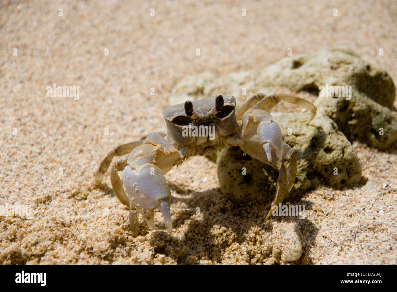 Il granchio di sabbia su una spiaggia, Thailandia Foto Stock