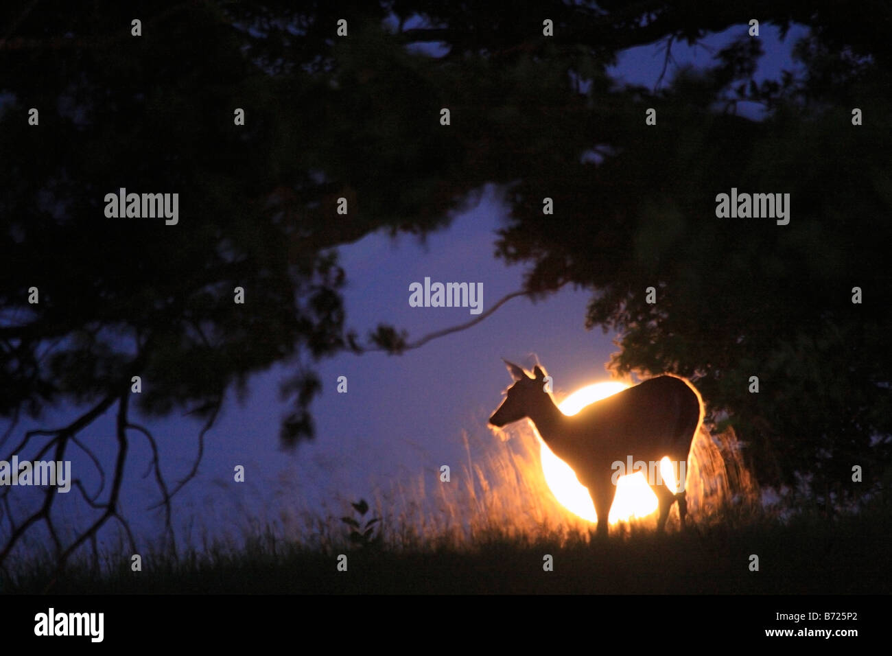 Coda bianca cari con la luna piena nel Parco Nazionale di Shenandoah, Virginia, Stati Uniti d'America Foto Stock