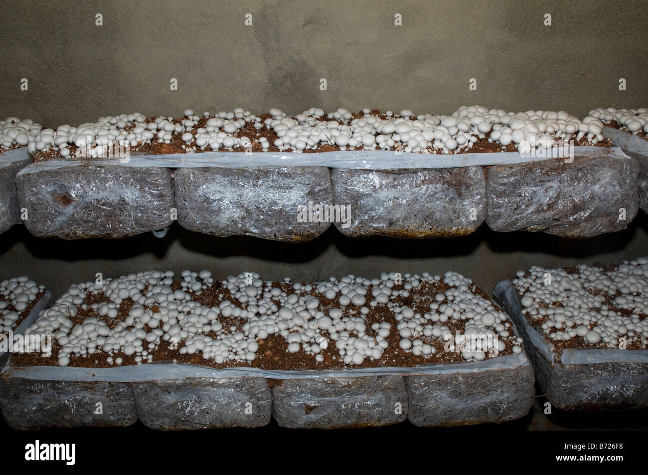 Fungo Indoor agricoltura intensiva utilizzando sacchi di compost in scaffali. Foto Stock