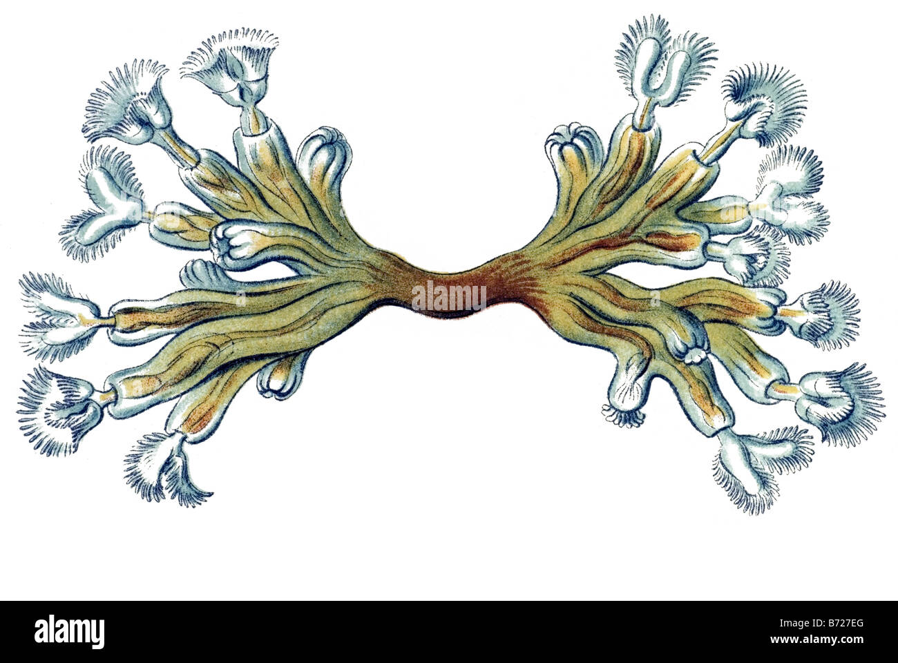 Briozoi / Moostiere, nome Cristatella, 9/ Alcyonella flabellum Foto Stock
