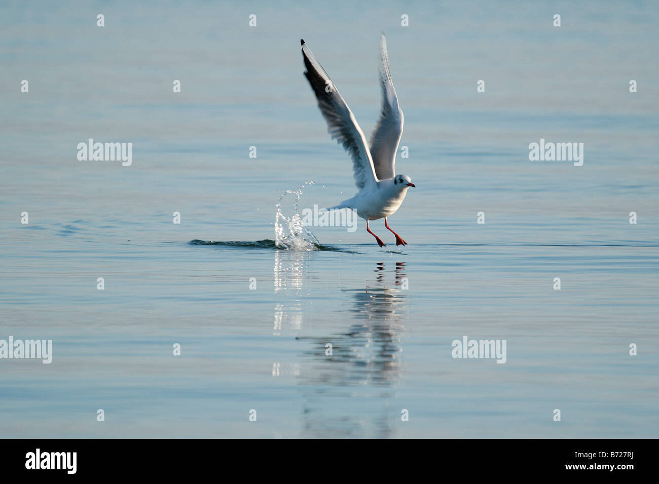 Un gabbiano Larus occidentalis Foto Stock