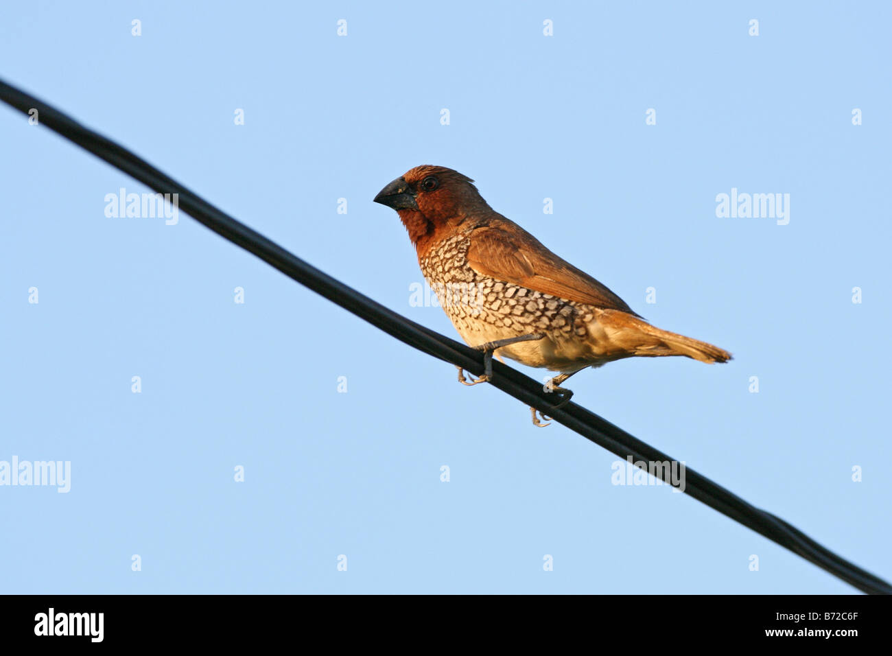 Squamosa-breasted Munia, Lonchura punctulata noto anche come la noce moscata Mannikin o Spice Finch Foto Stock