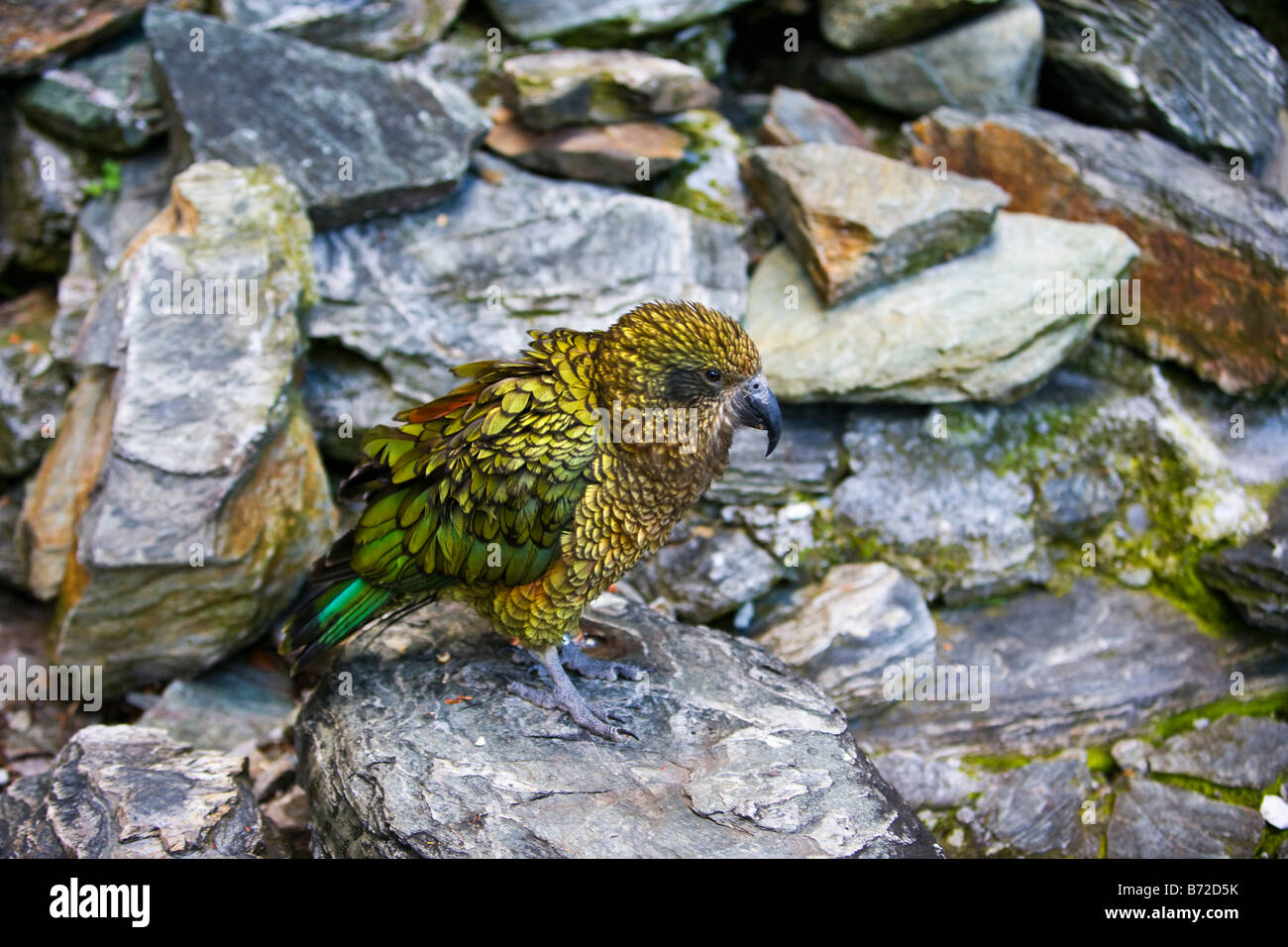 Nuova Zelanda, Isola del Sud, Queenstown, KEA bird, Nestor notabilis. Foto Stock