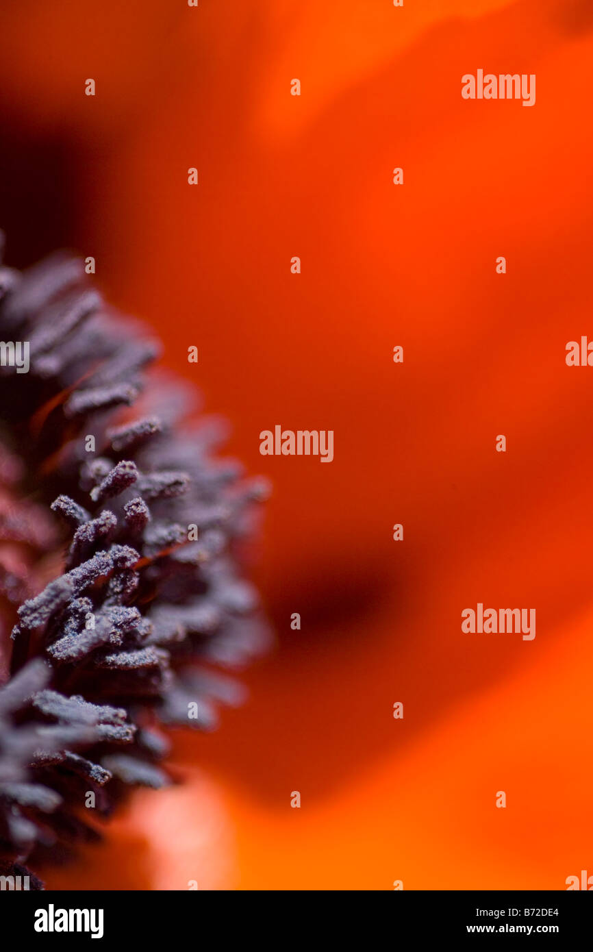 Immagine astratta del papavero petali di un papavero rosso. Foto Stock