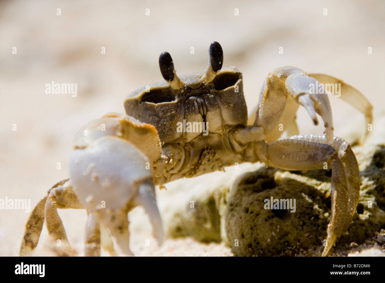 Il granchio di sabbia su una spiaggia, Thailandia Foto Stock