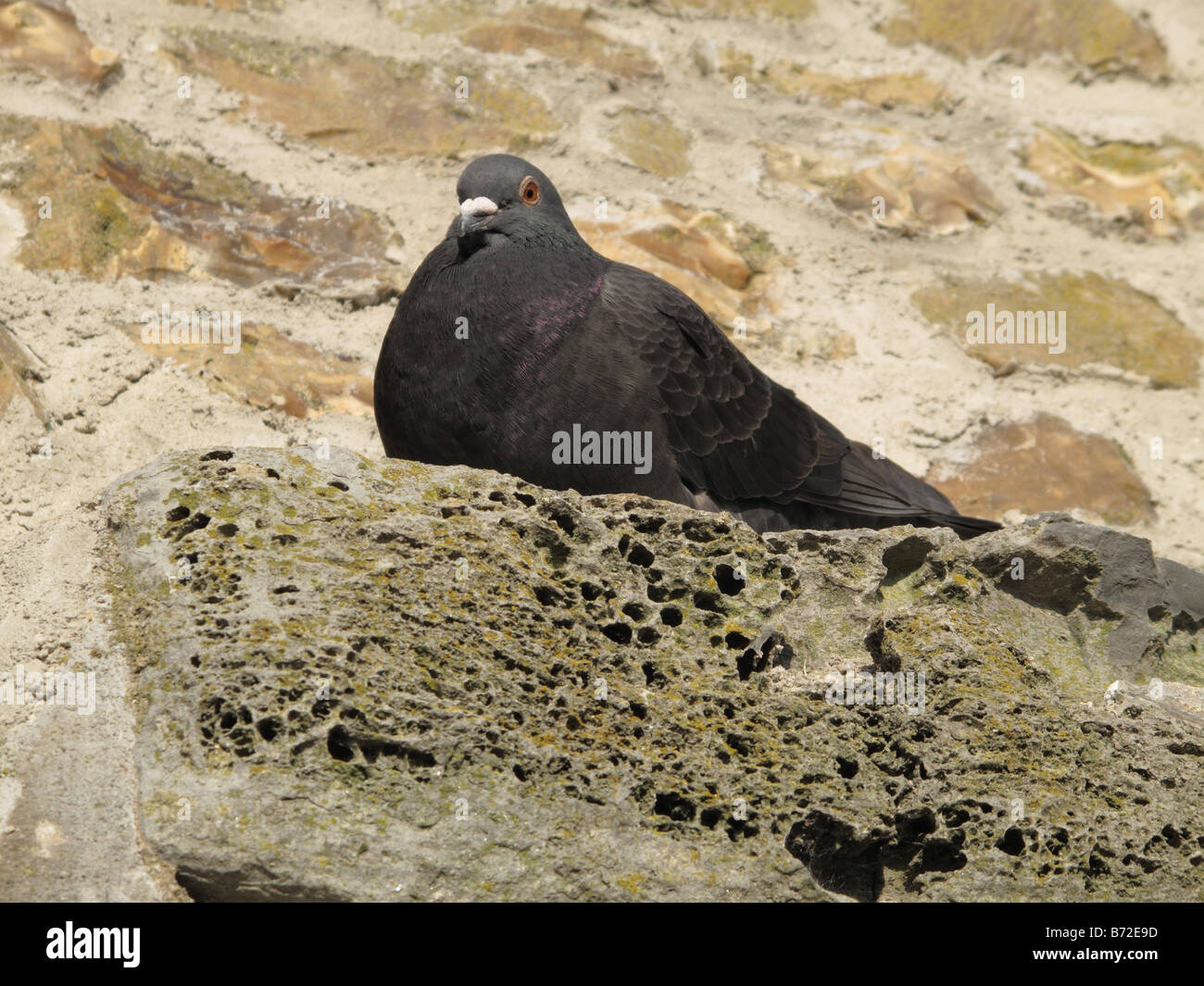 Feral pigeon Columba livia sul nuovo lavoro in pietra sulla Lyme Regis promenade Dorset Foto Stock