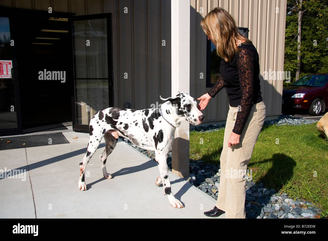 Donna petting un Arlecchino Alano cane di razza a New Hapshire USA Foto Stock