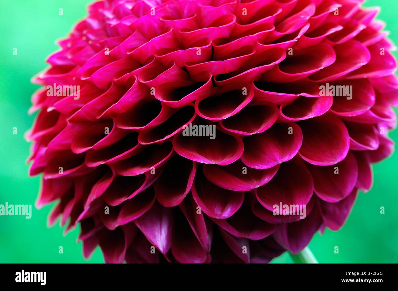 Dahlia 'amira decorativo dei Deep Purple bloom sbocciare dei fiori Foto Stock