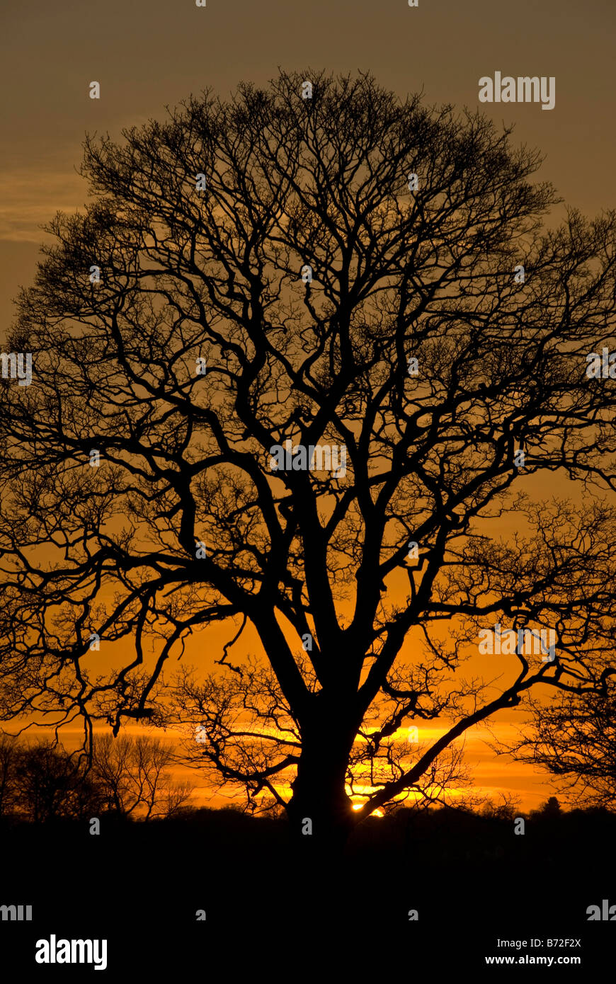 Grande sicomoro stagliano contro un tramonto in inverno. Foto Stock