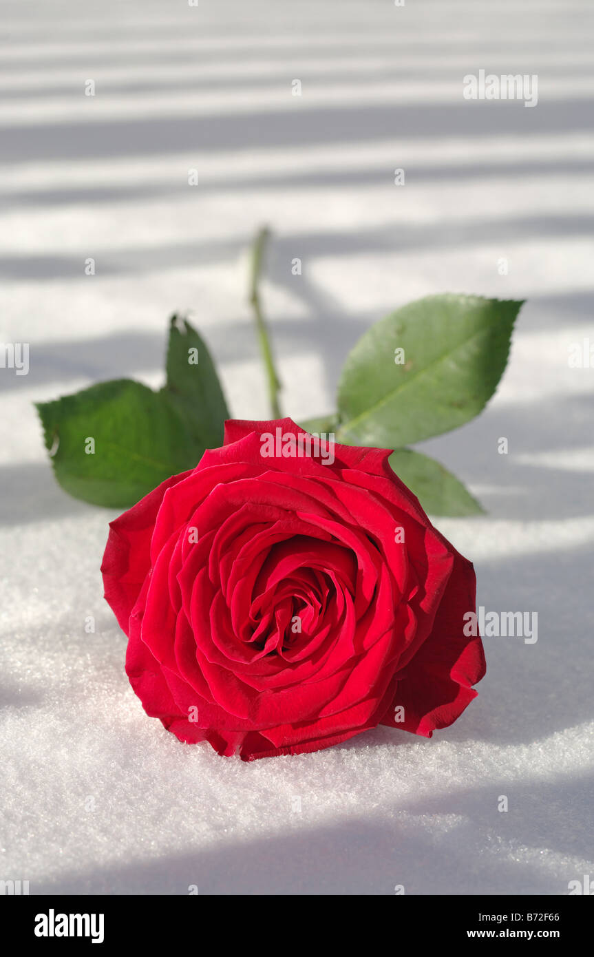 Una rosa rossa nella neve Foto Stock