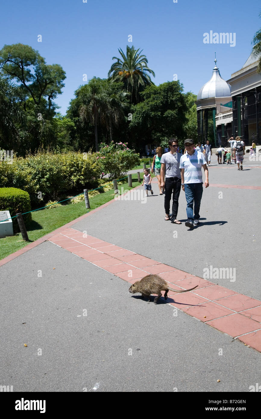 Un coypu attraversa di fronte ai visitatori dello zoo zoo di Buenos Aires Buenos Aires Argentina Foto Stock