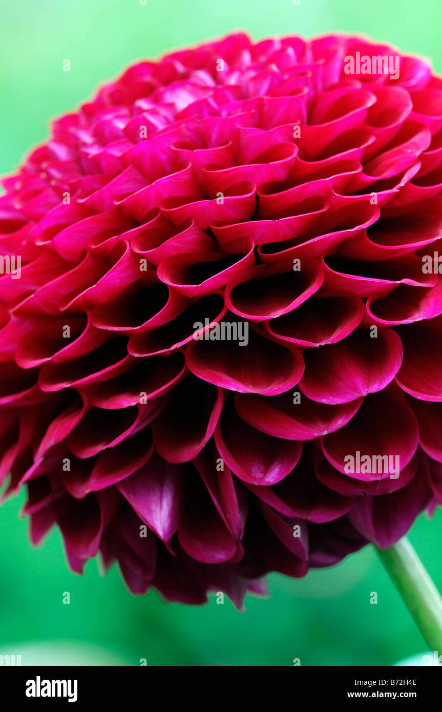 Dahlia 'amira decorativo dei Deep Purple bloom sbocciare dei fiori Foto Stock