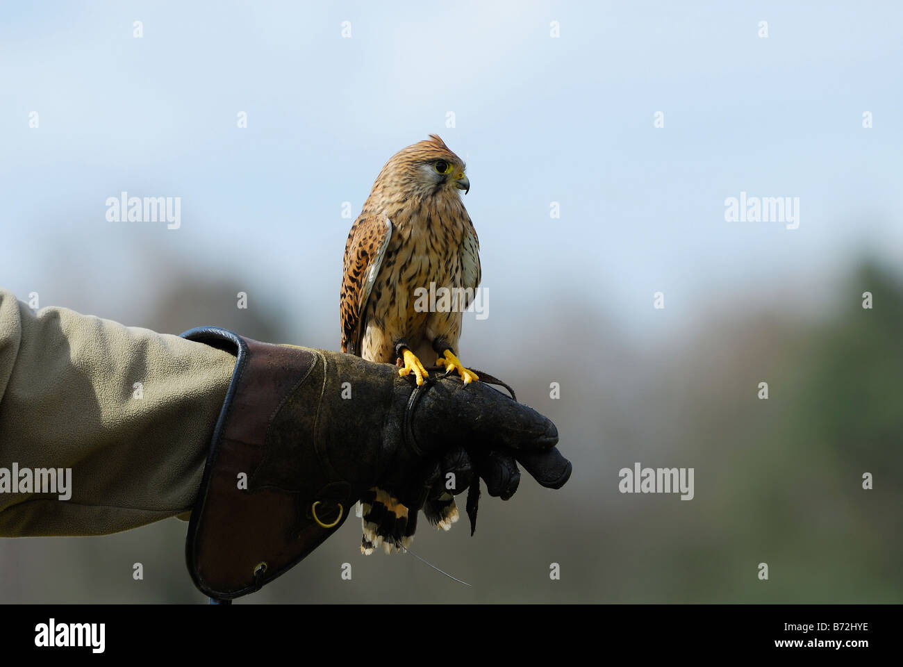 Bellissimo falco sul guanto di falconer Foto Stock