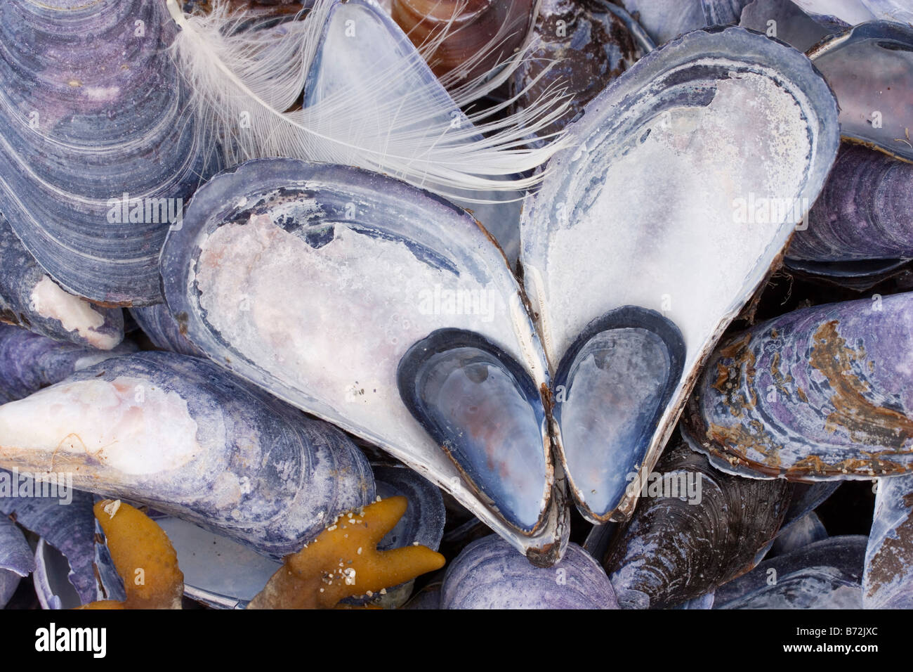 Gusci di mitili formano un cuore - Parco Nazionale di Glacier Bay, Alaska Foto Stock